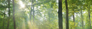 RUCK-Wald-mit-Sonne_(2)